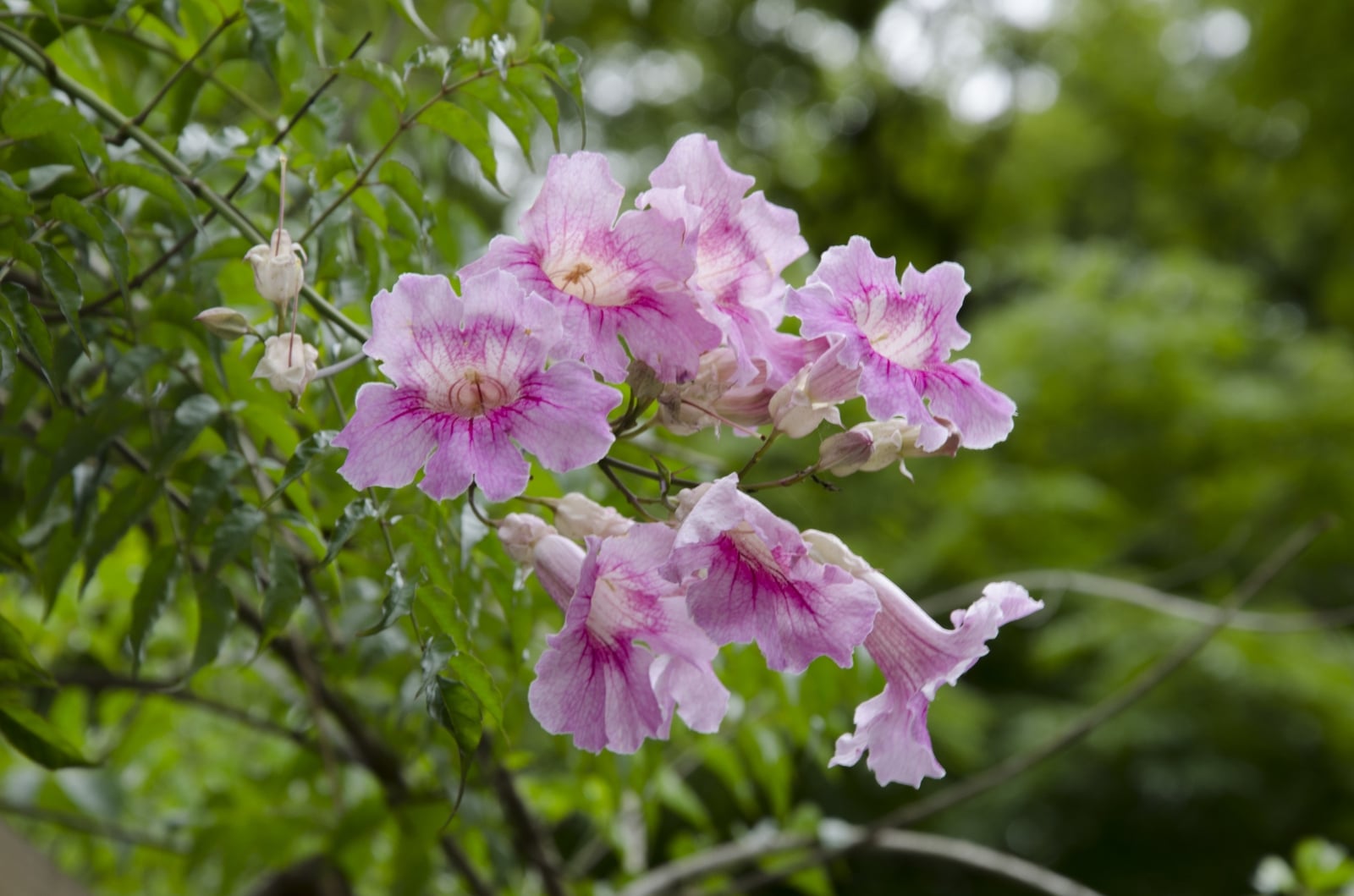 plantas 1