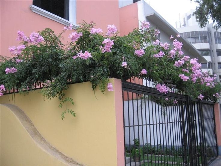 plantas 2