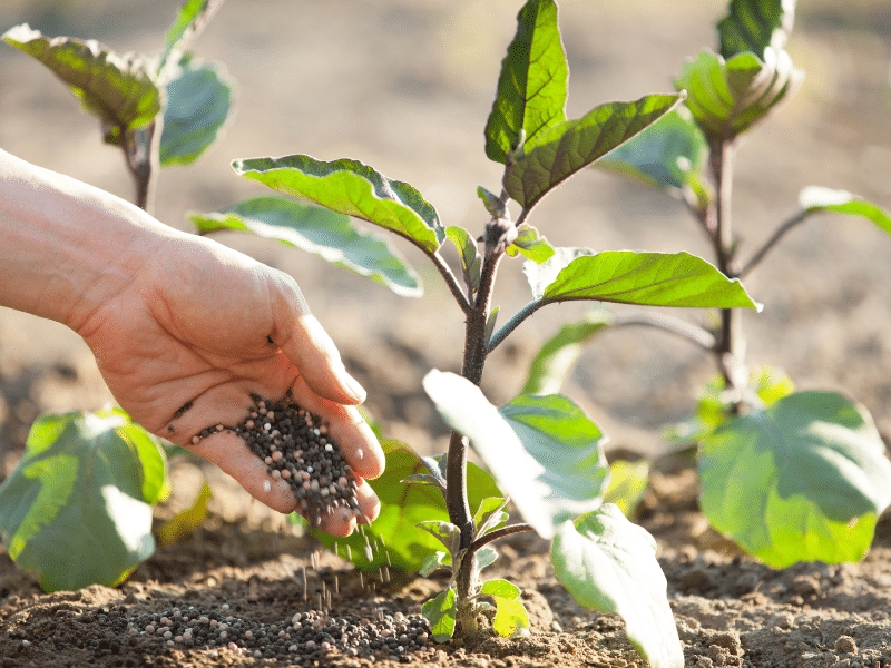 consejos-abonar-plantas-primavera
