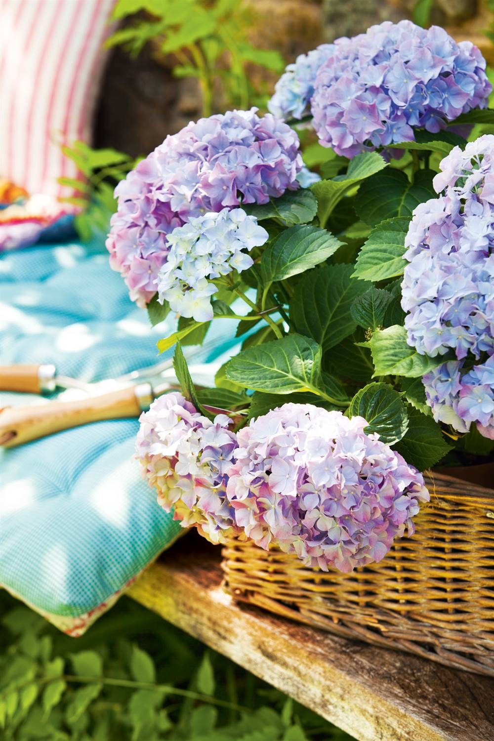 hortensias-00436204_615f67a9_1000x1500