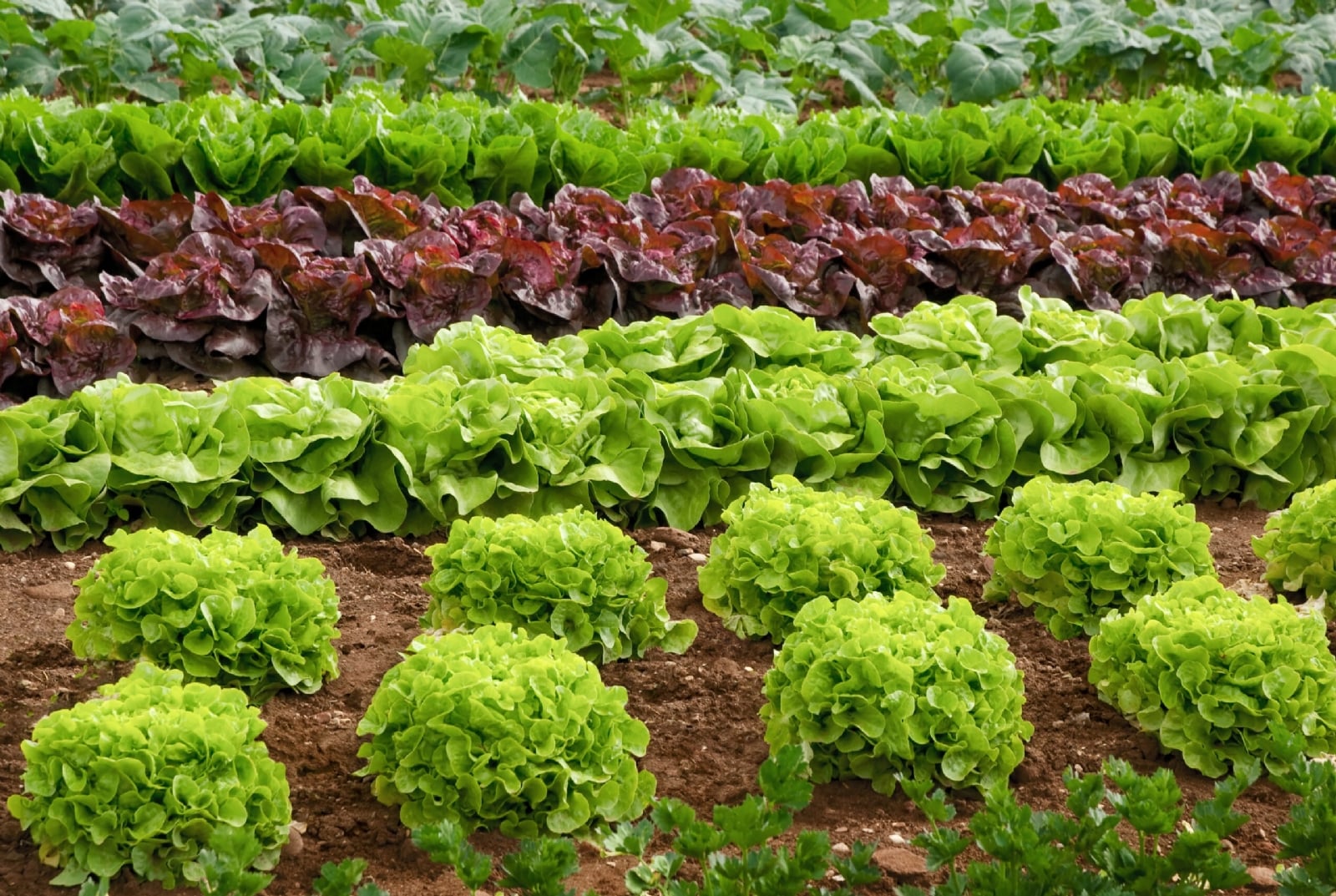 Lechuga 2
