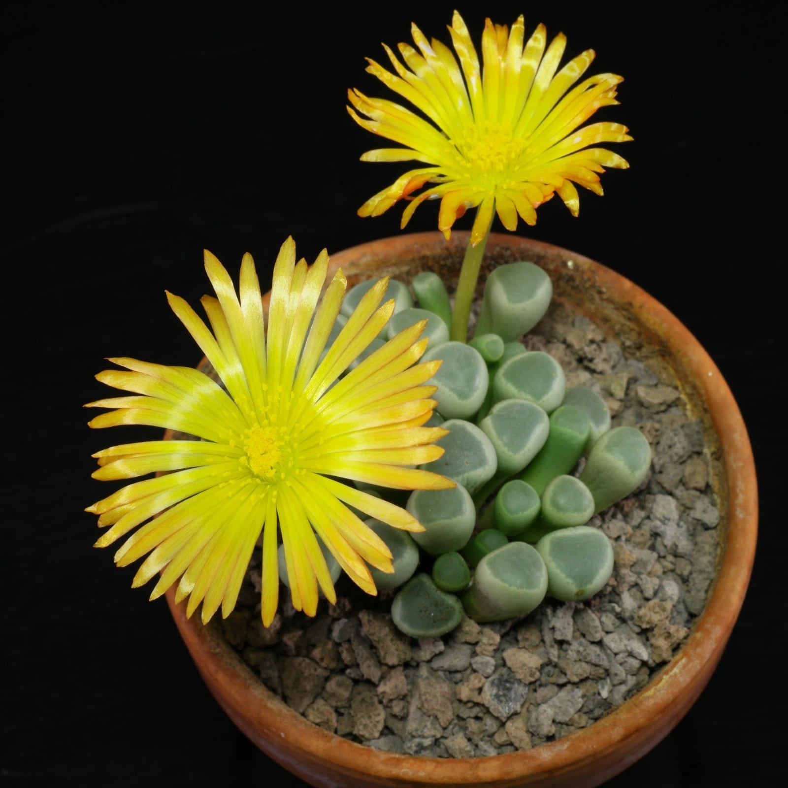 Fenestraria-rhopalophylla-ssp.-aurantiaca-2