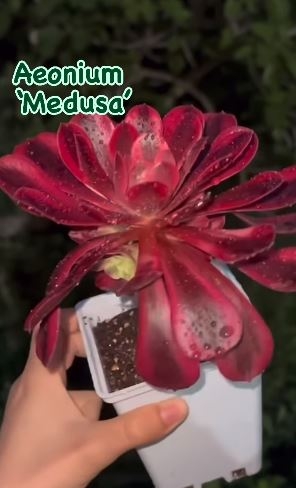 medusa