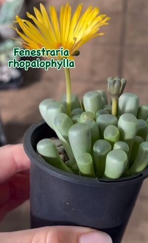 fenestraria