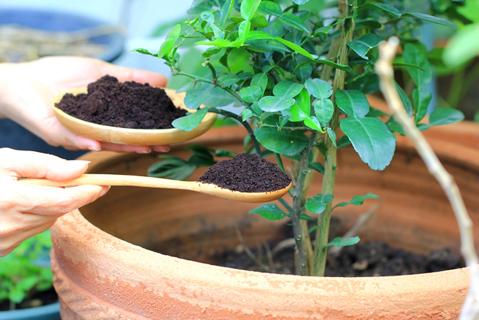 que-plantas-se-pueden-abonar-con-cafe