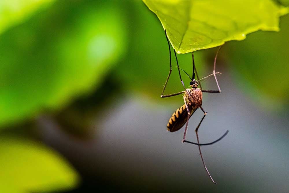 mosquito-moscas-camping