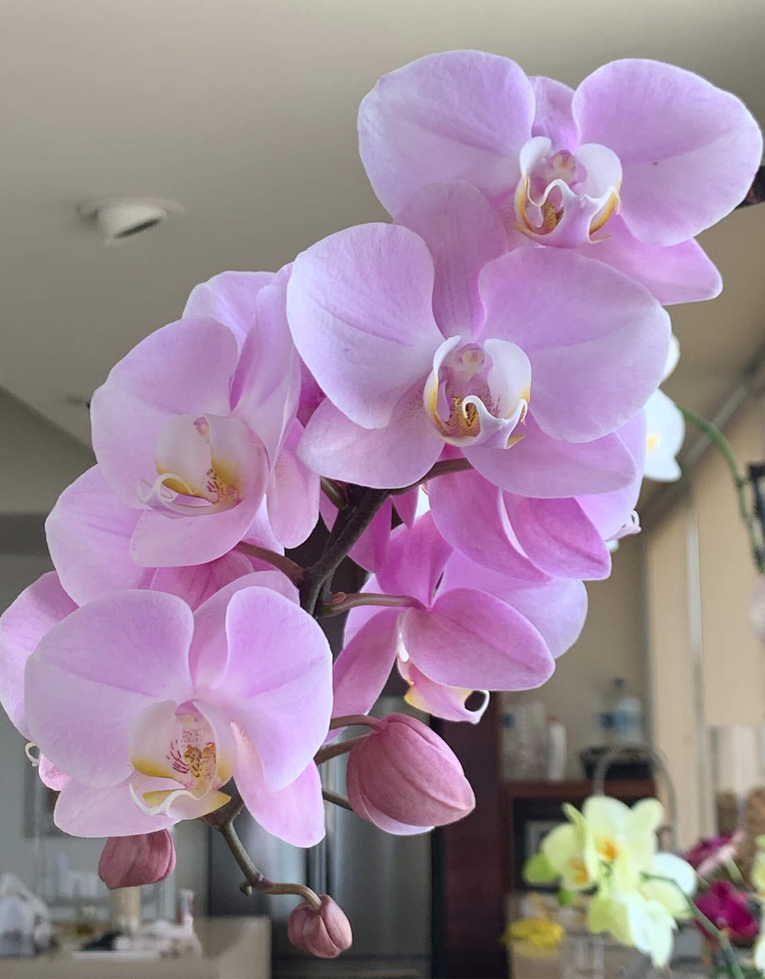 orquidea-producto-rosa