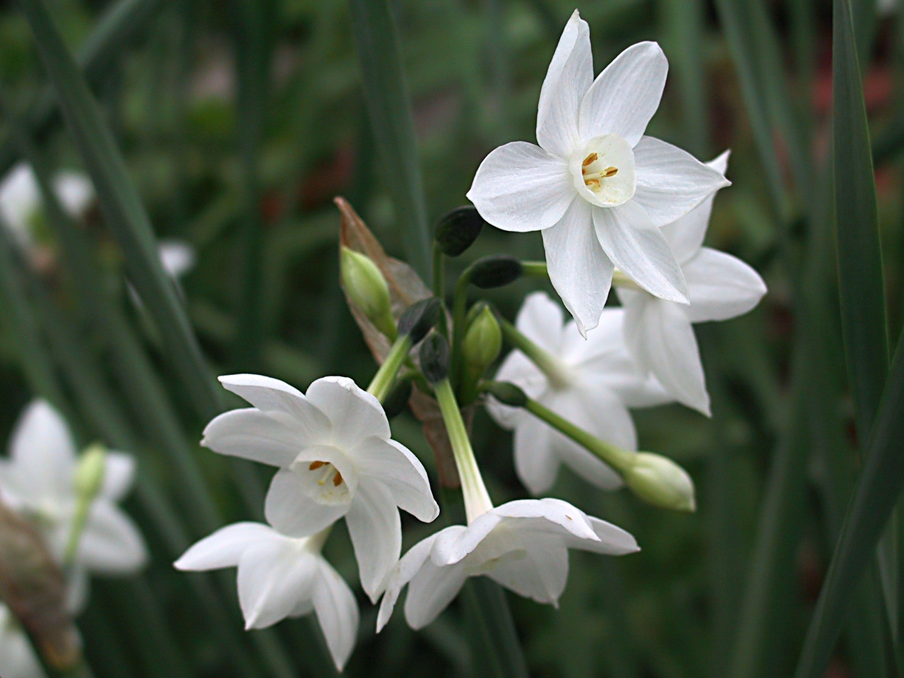 flores 2