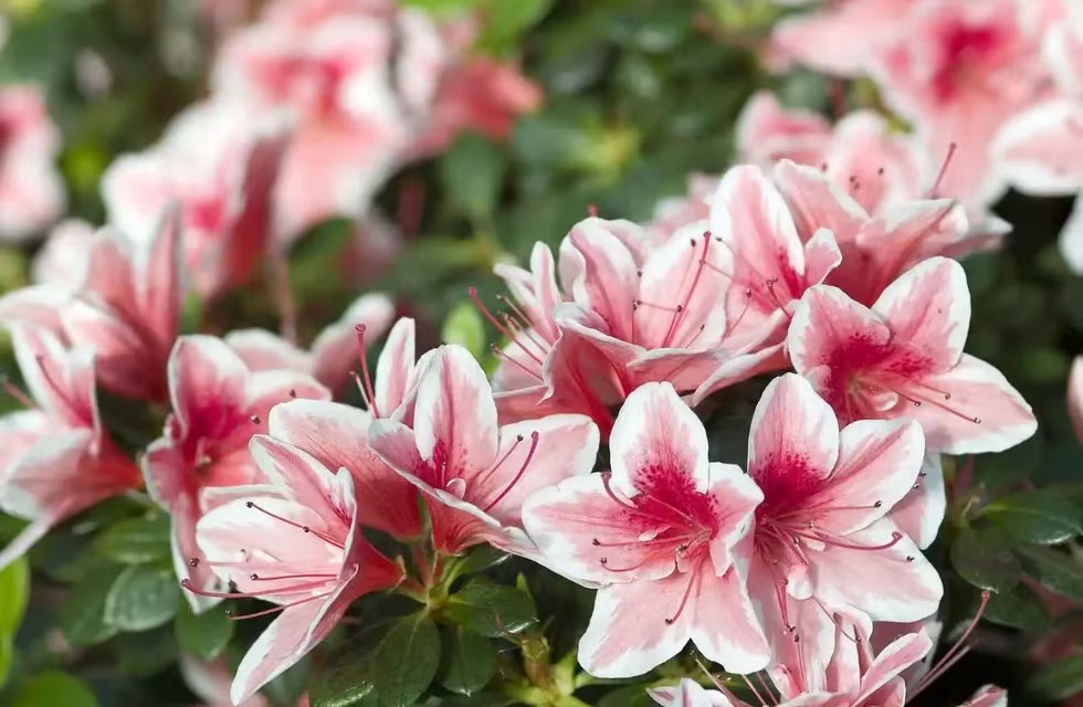 flores 3