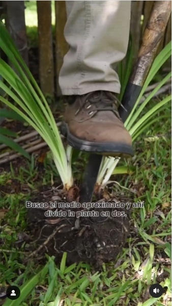 Plantas 3