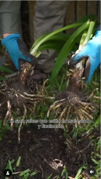 Plantas 4