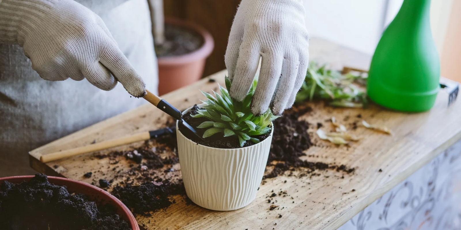 Plantas