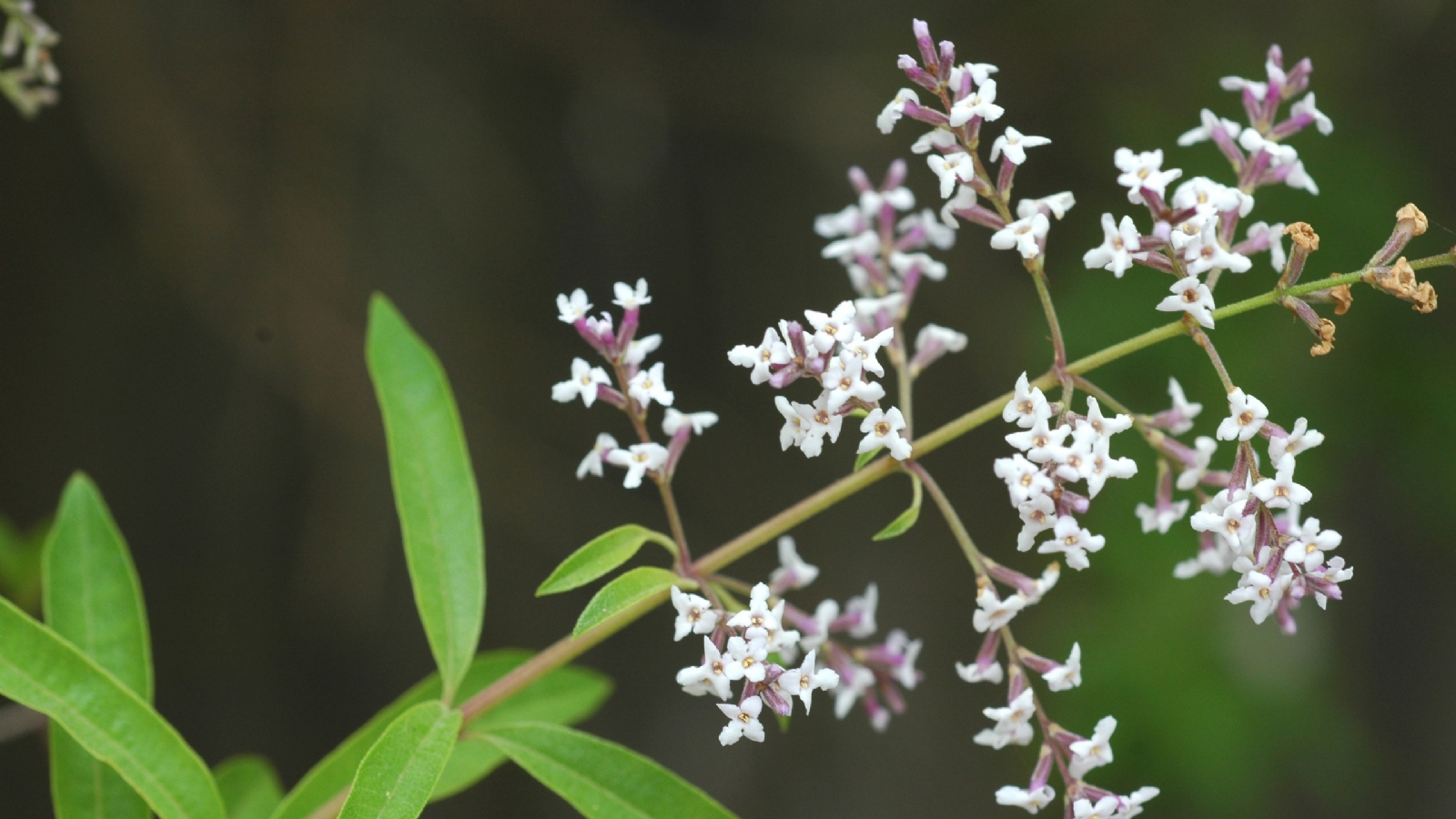 verbena