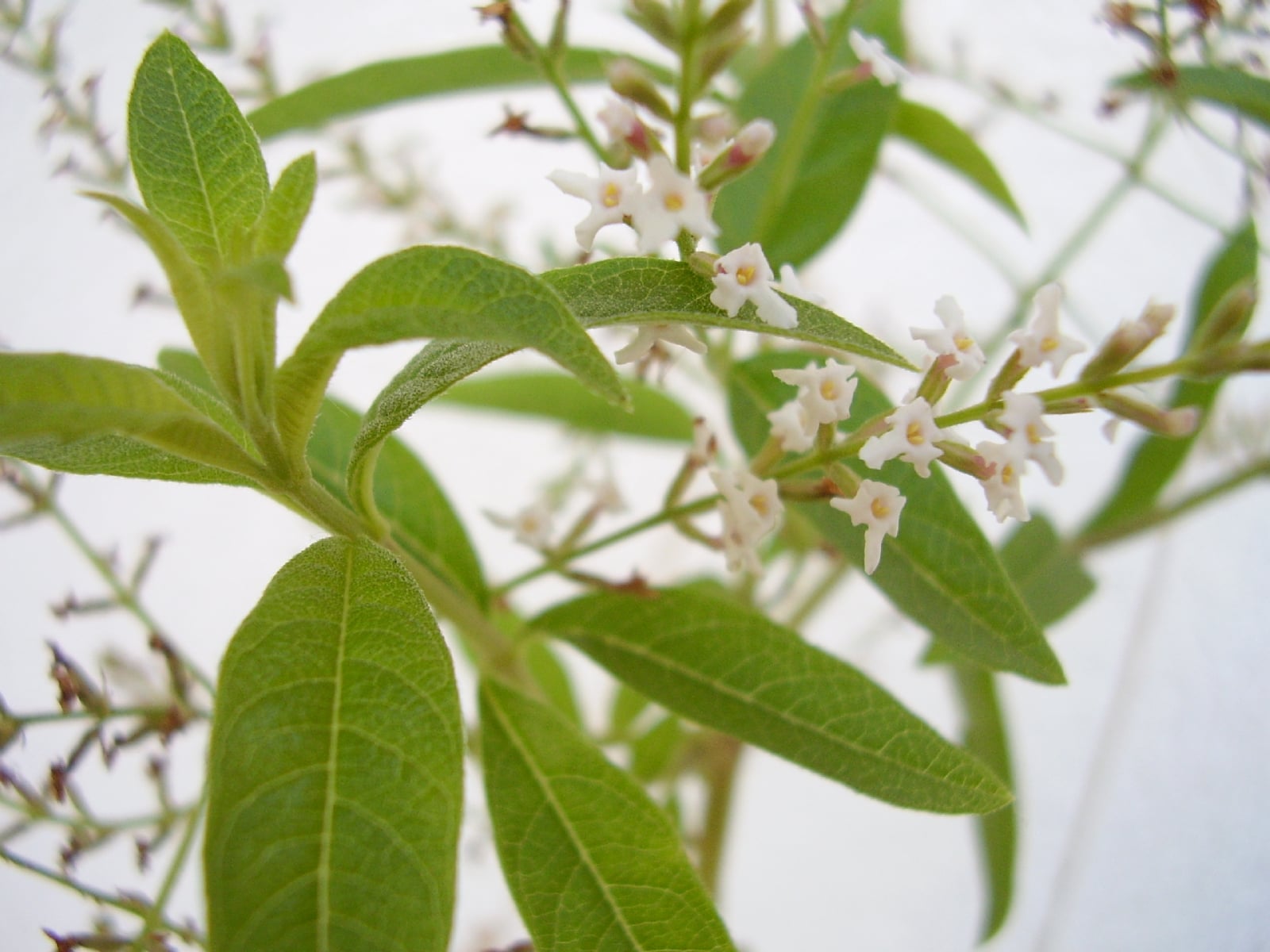 Aloysia_triphylla_flowers_01