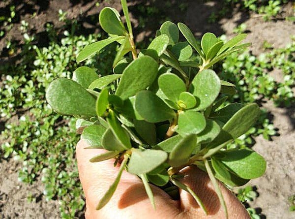 lechebnye-svoystva-portulaka-6