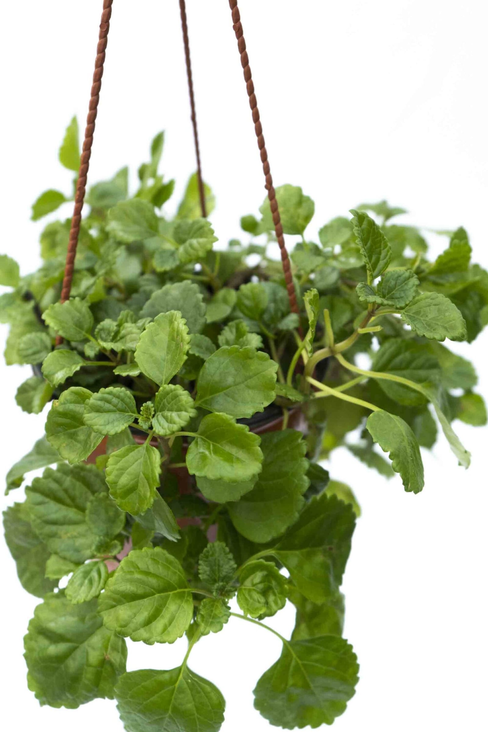 18-Dolar-Verde-2-scaled