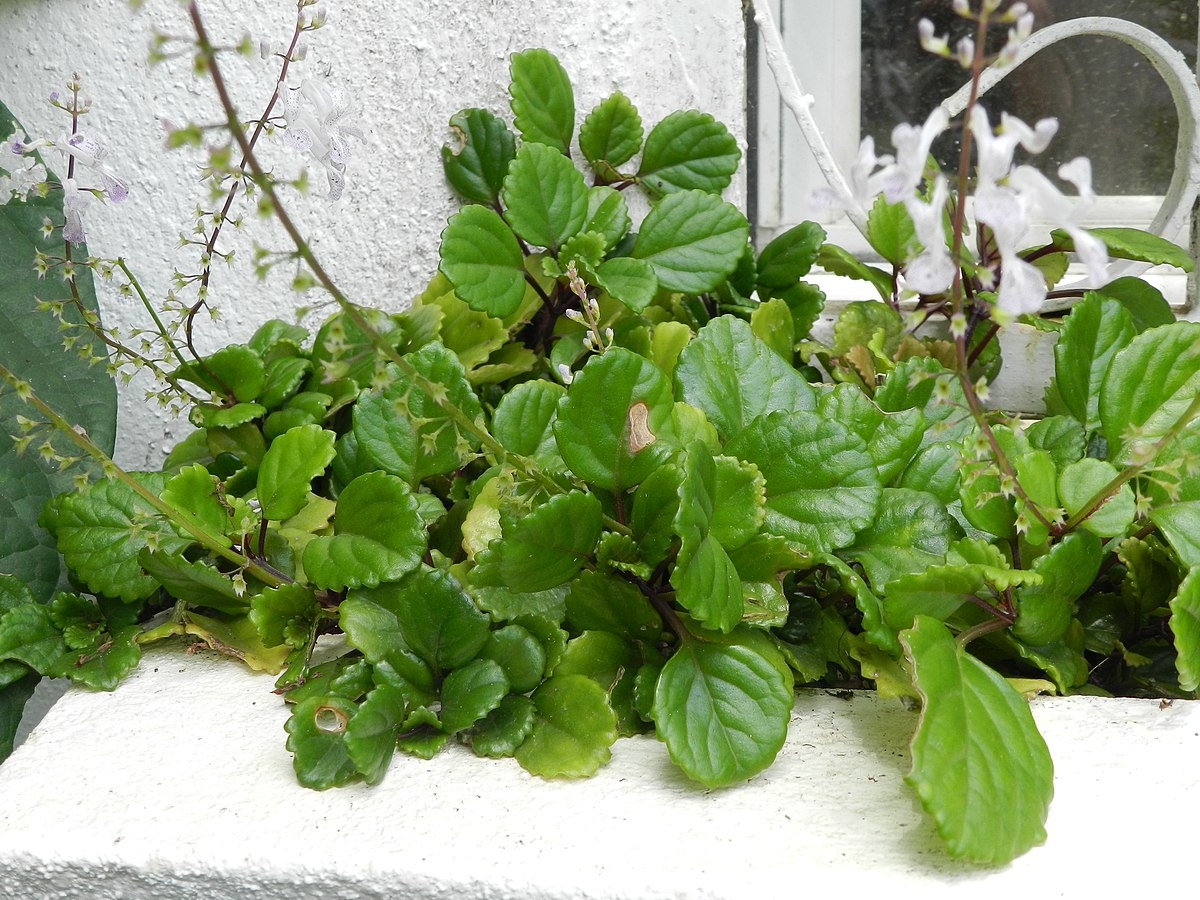 Plectranthus_verticillatus_1
