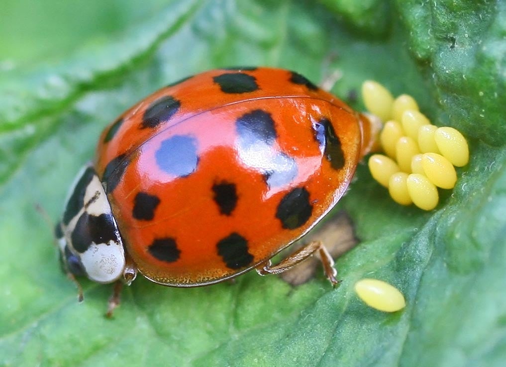 Harmonia_axyridis_-_lifecycle_A_-_01_-_laying_a_clutch