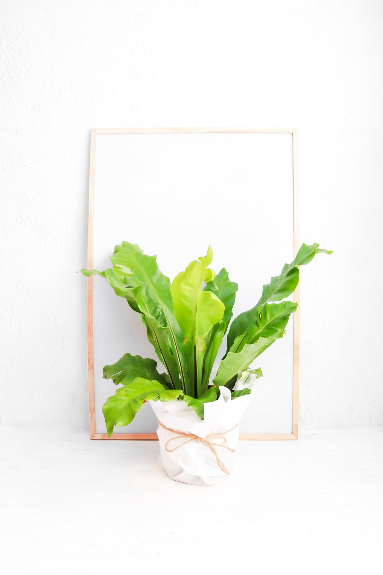 helecho-asplenium-913381
