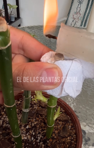 plantas3