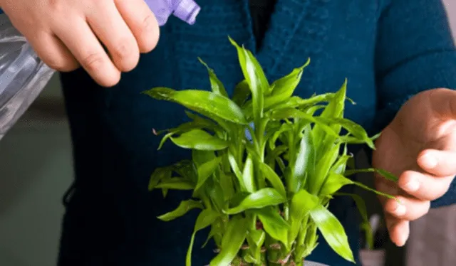plantas2