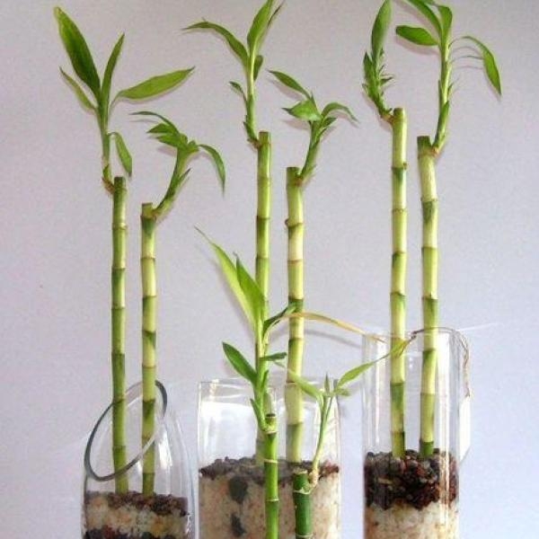 plantas1