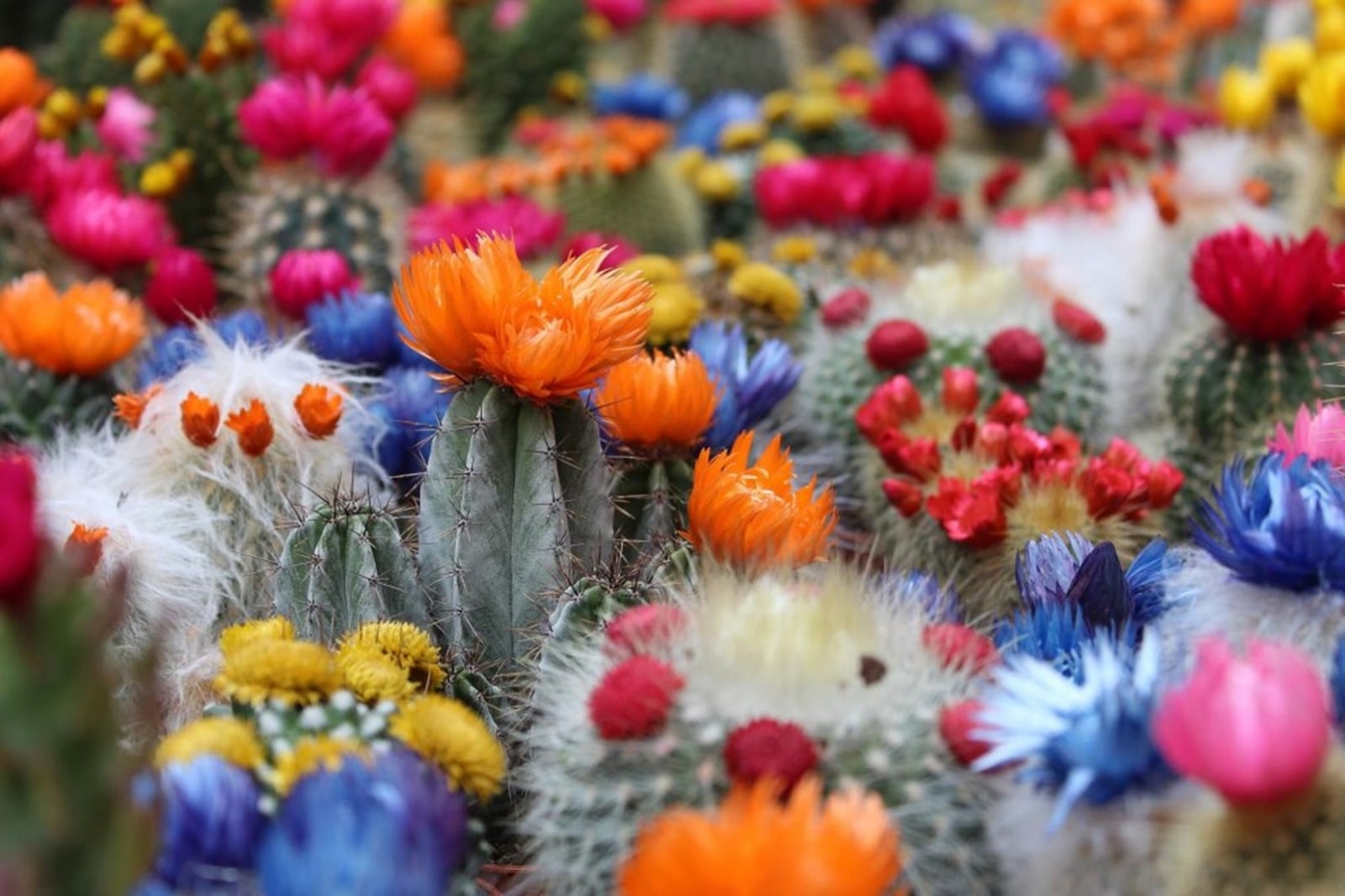 cactus-2721269_1920-1024x683