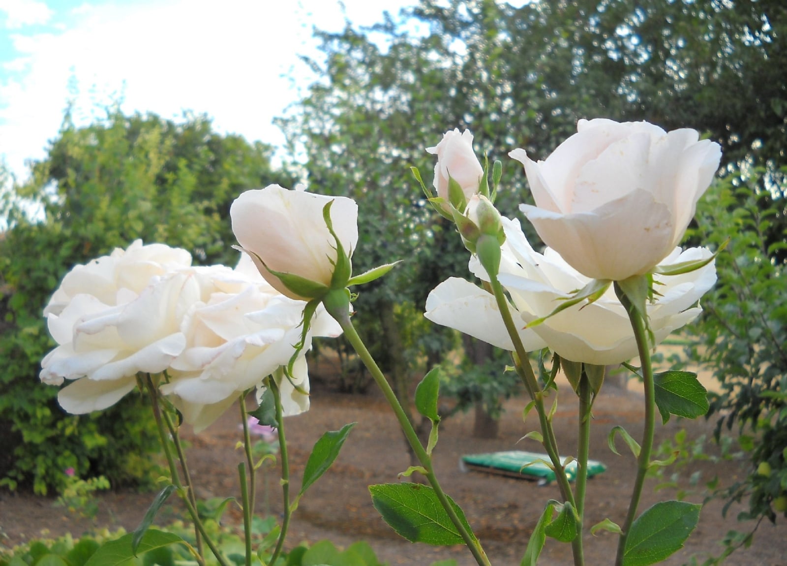 Rosas