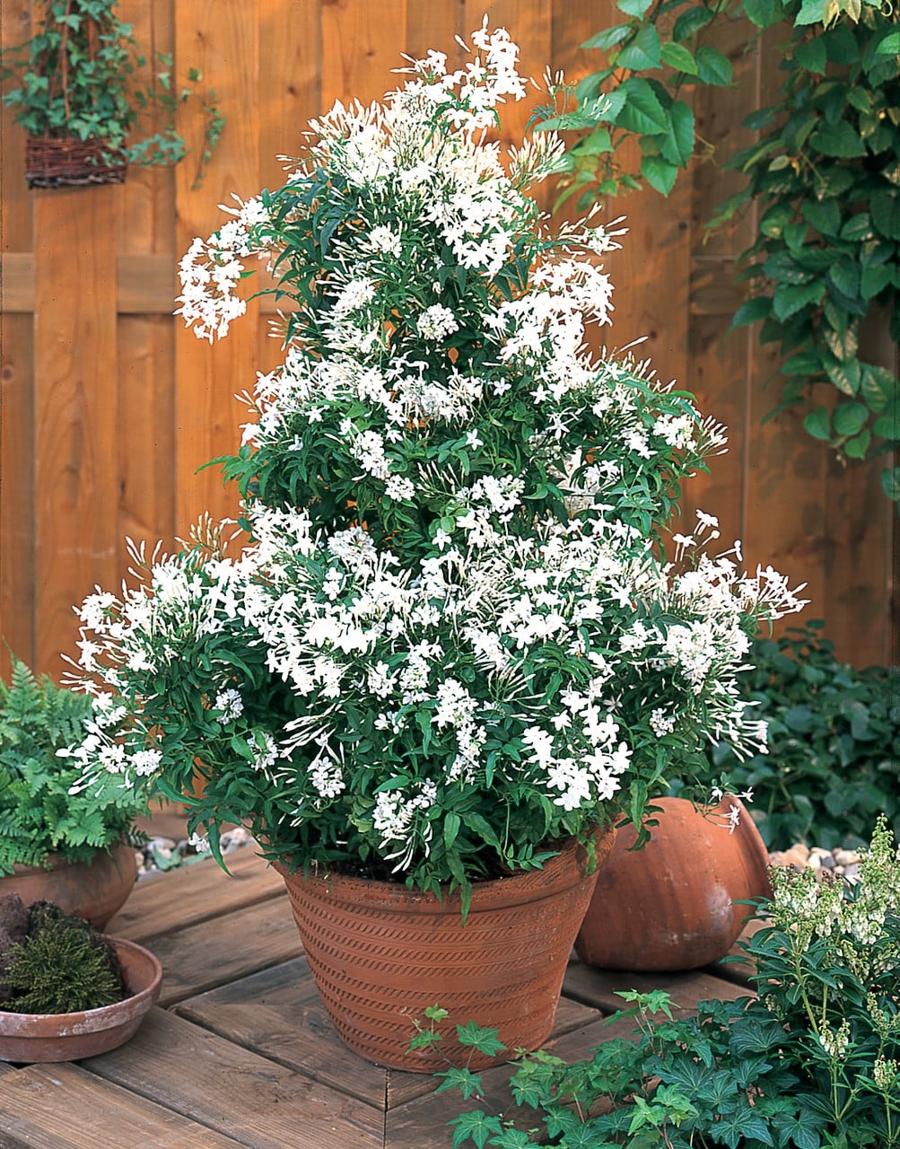 plantas2