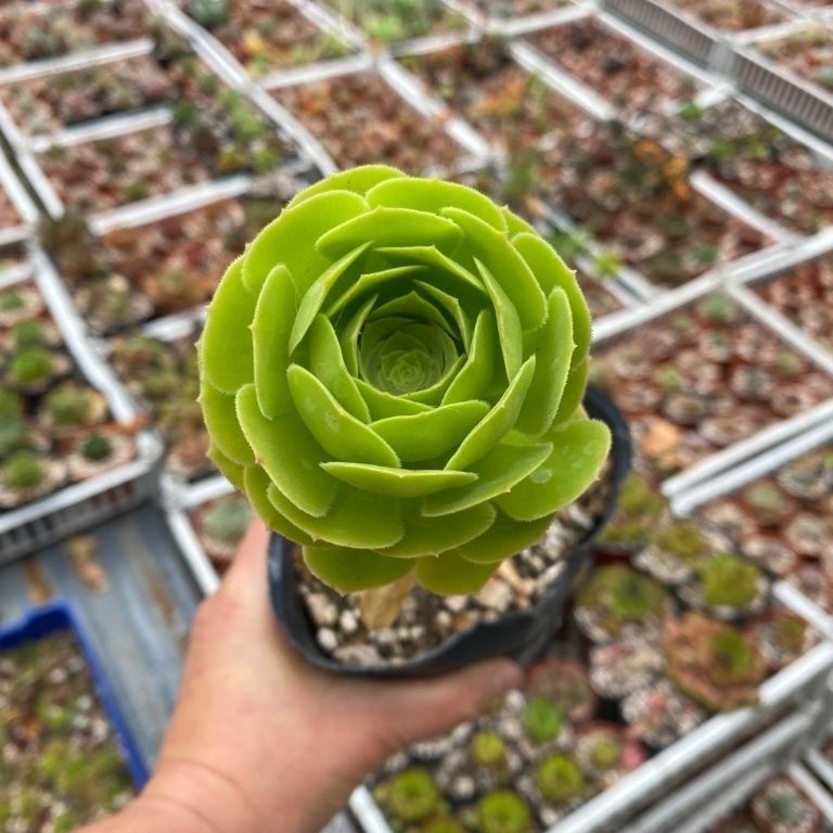 suculentas 3
