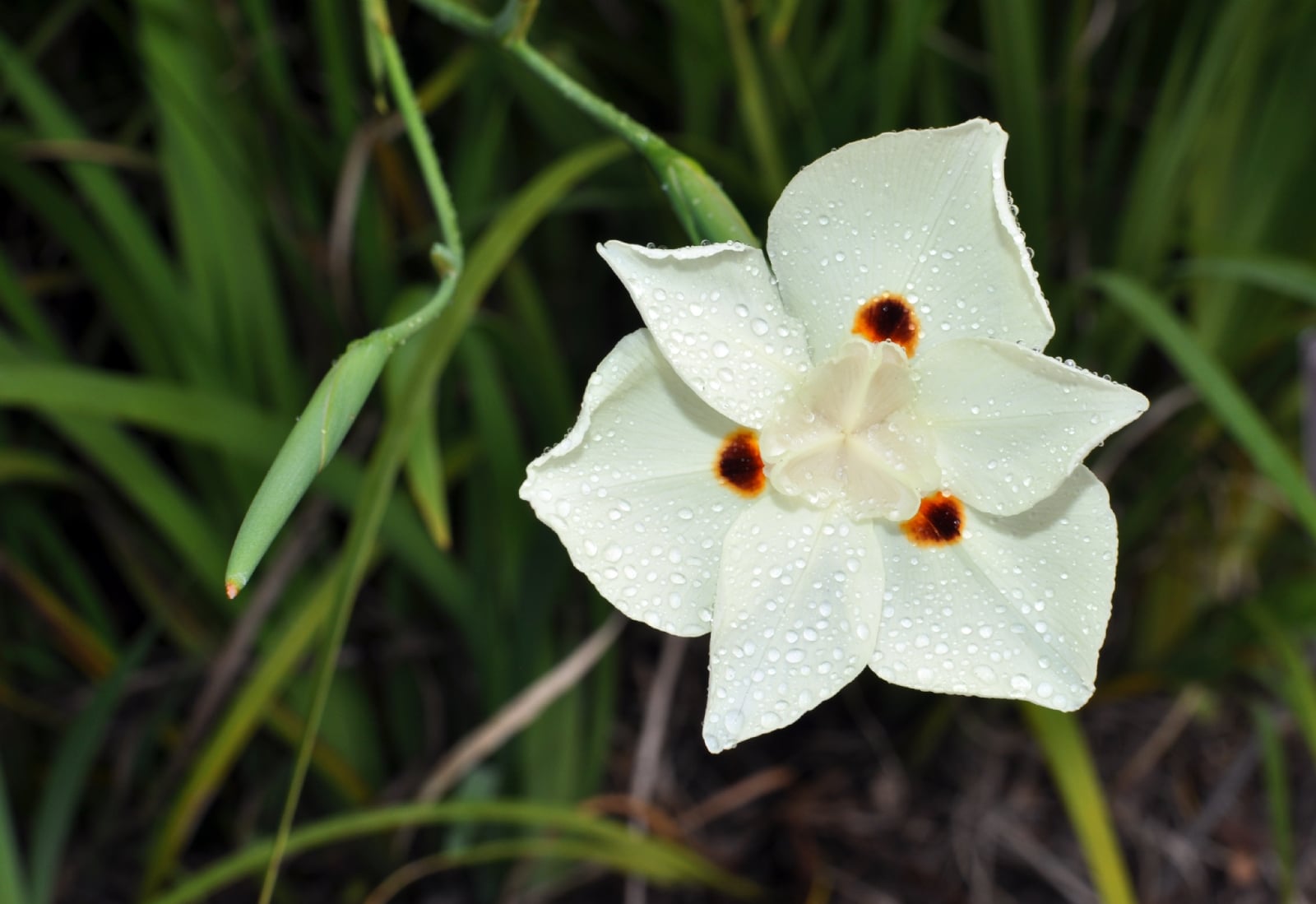 Dietes_bicolor_flower