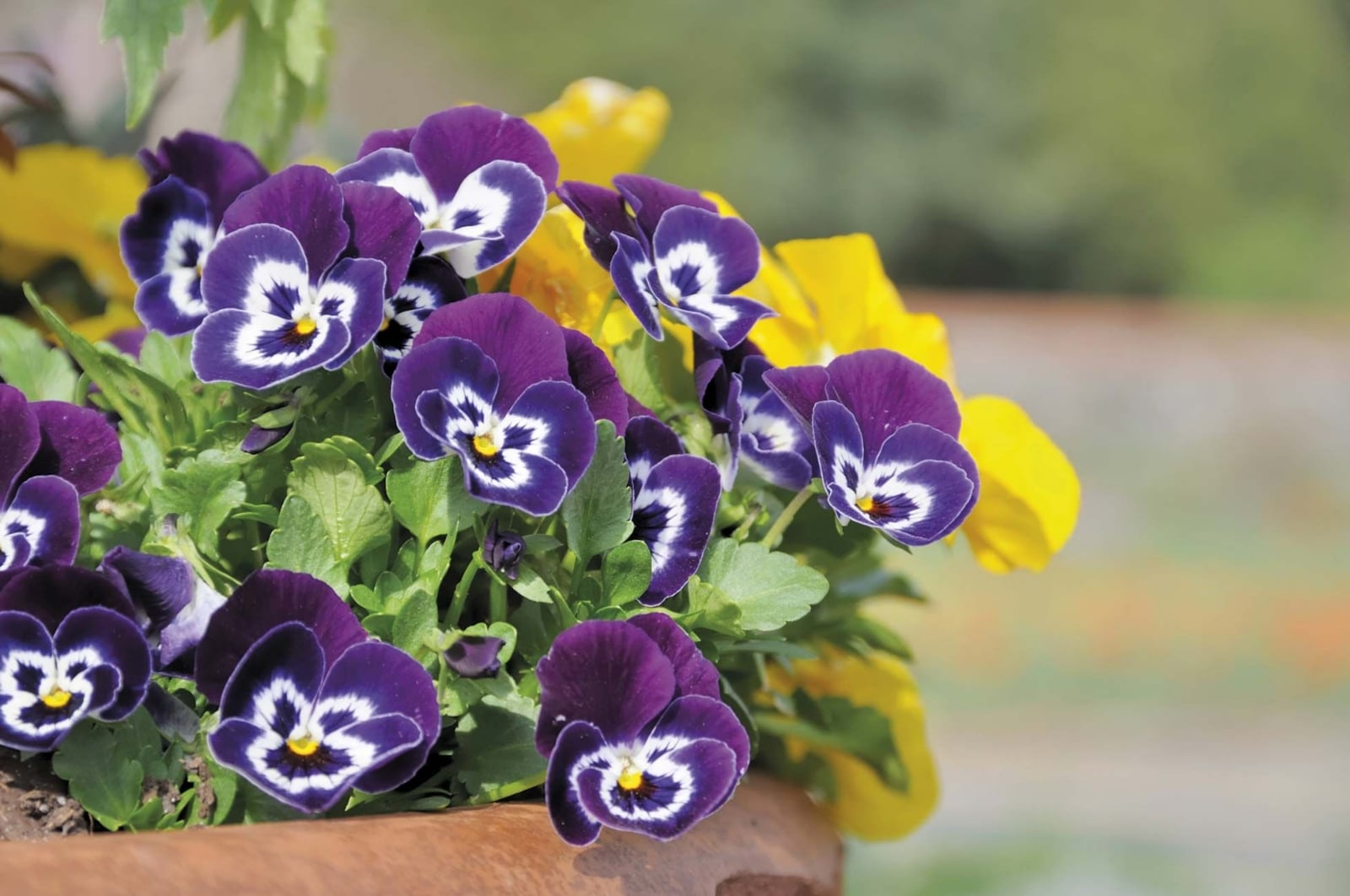 flores-pensamientos-plantas-1567773598