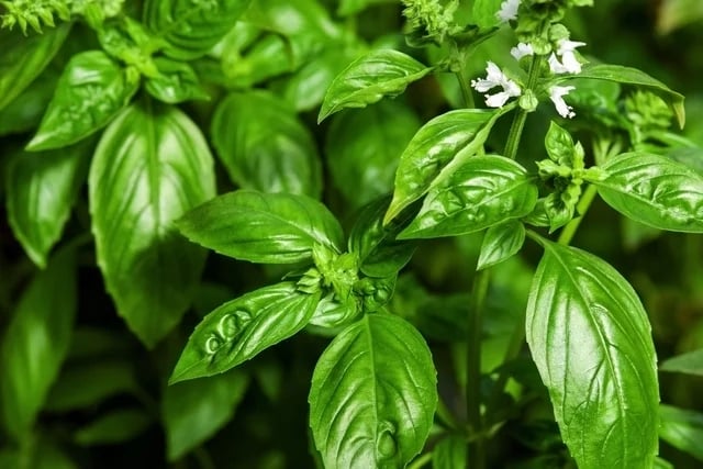 para-que-sirve-la-albahaca_57823_l