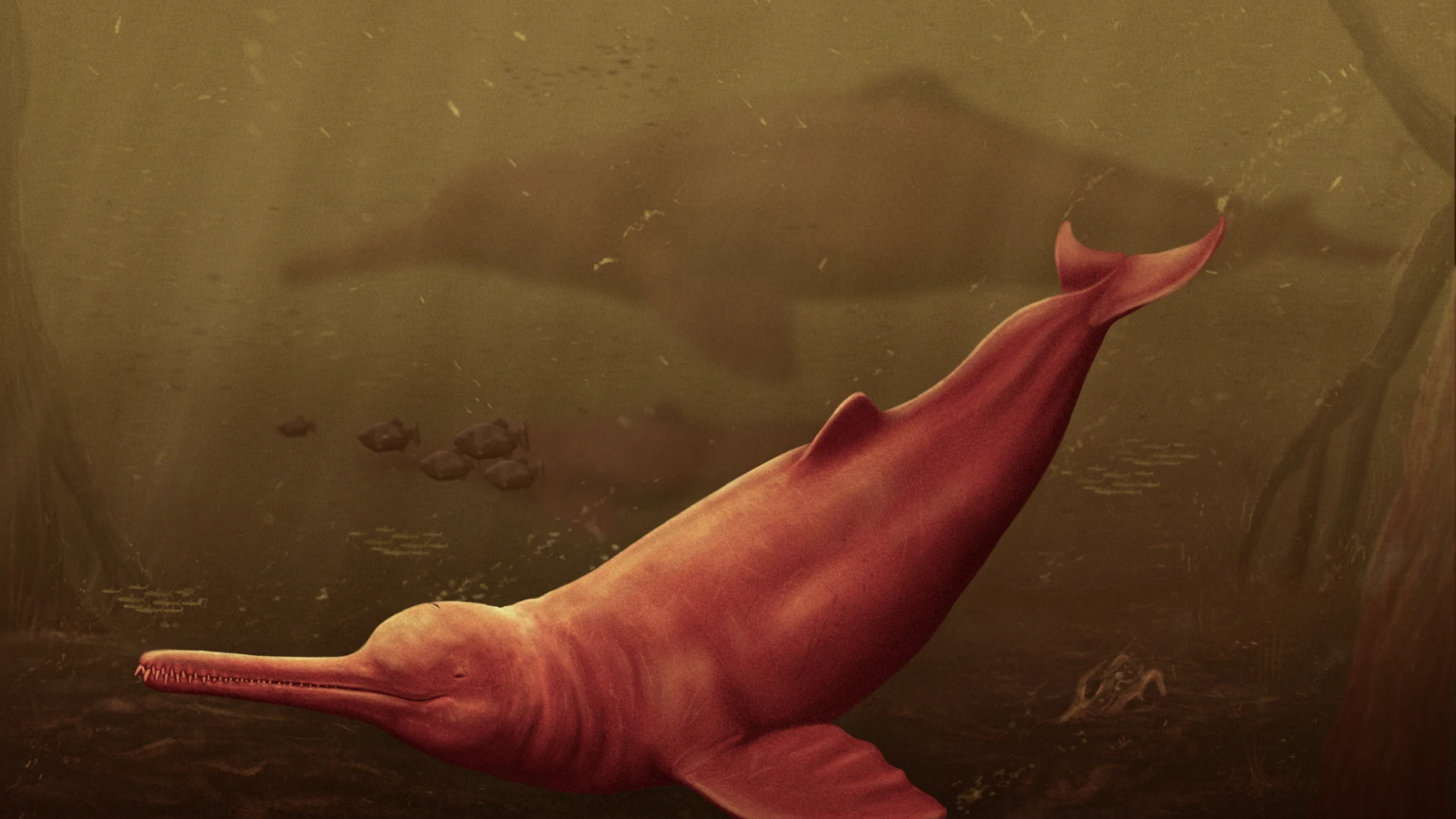 delfin