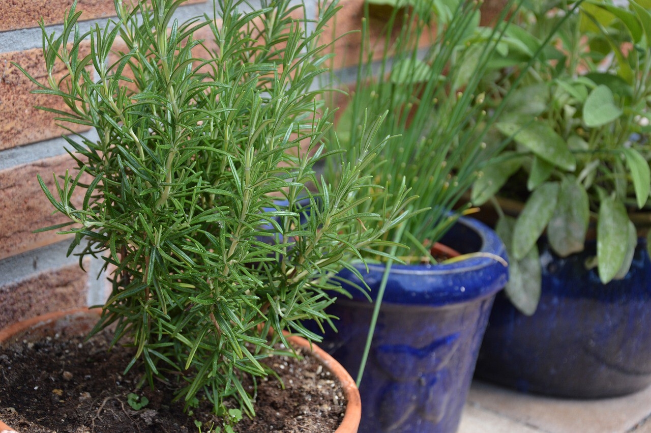 Plantas