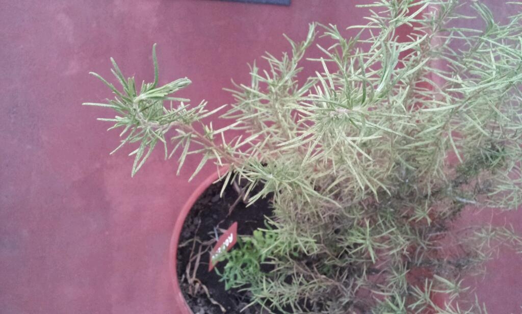 plantas1