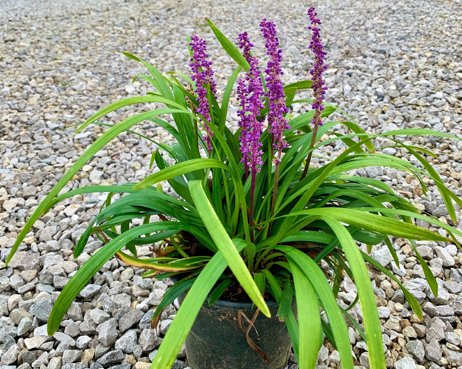 Planta 1