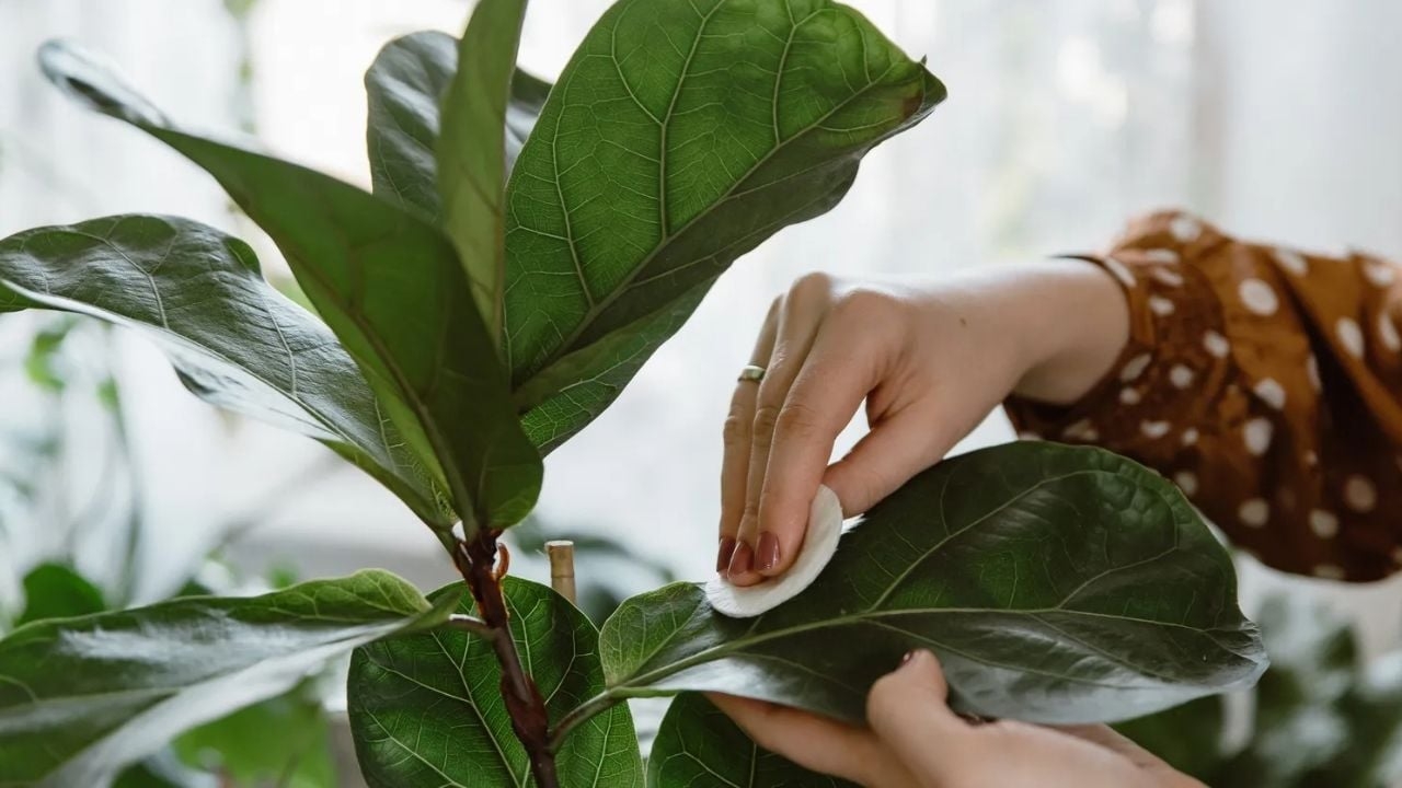plantas2