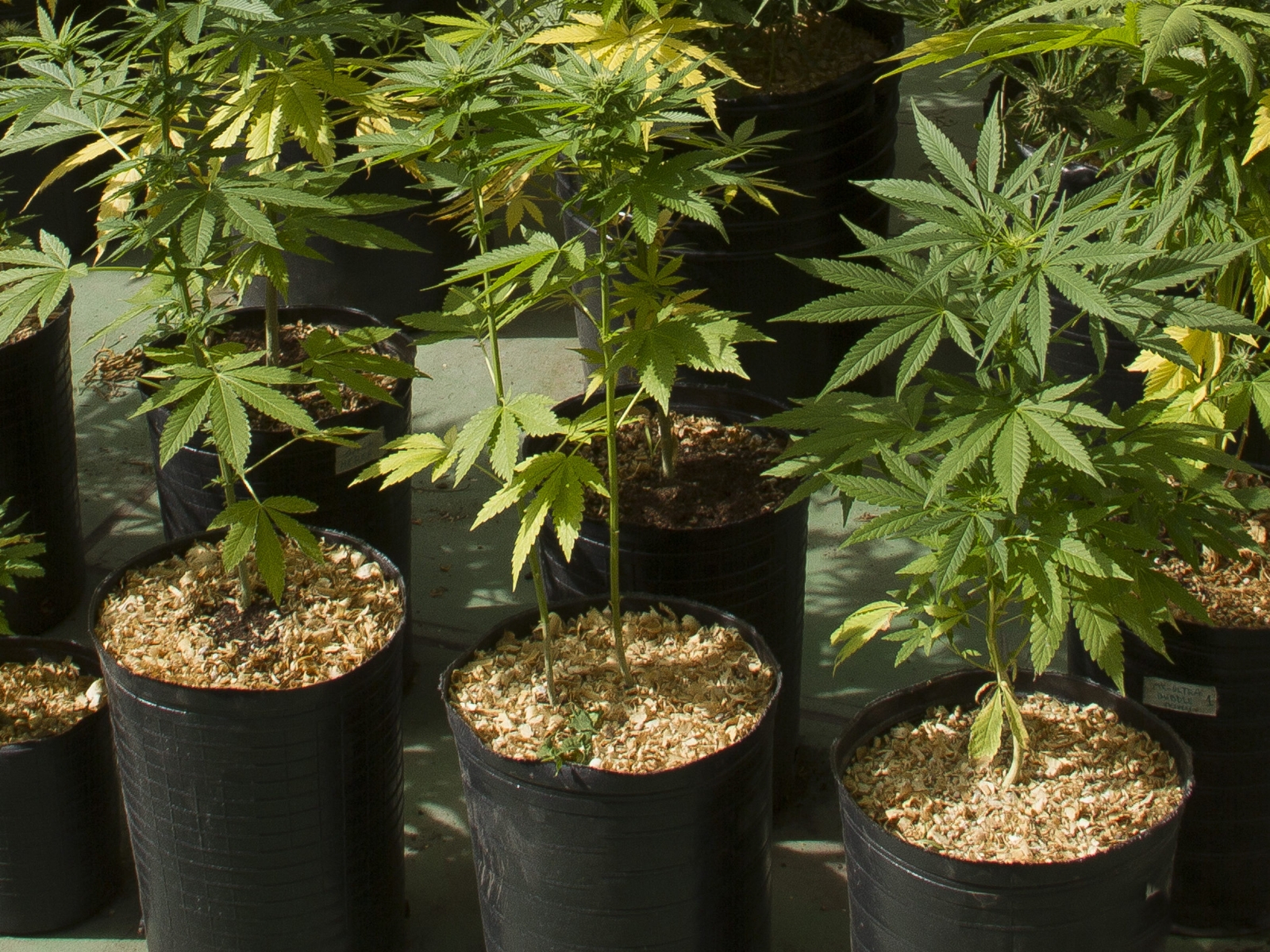 THC91-PLANTATE-CULTIBASIC-SUSTRATO-APERTURA-CULTIVO_EN_TERRAZA-por_Marcelo_Somma-1-e1669389521523