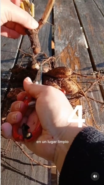 Planta 6