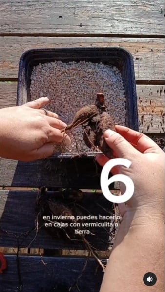 Planta 8