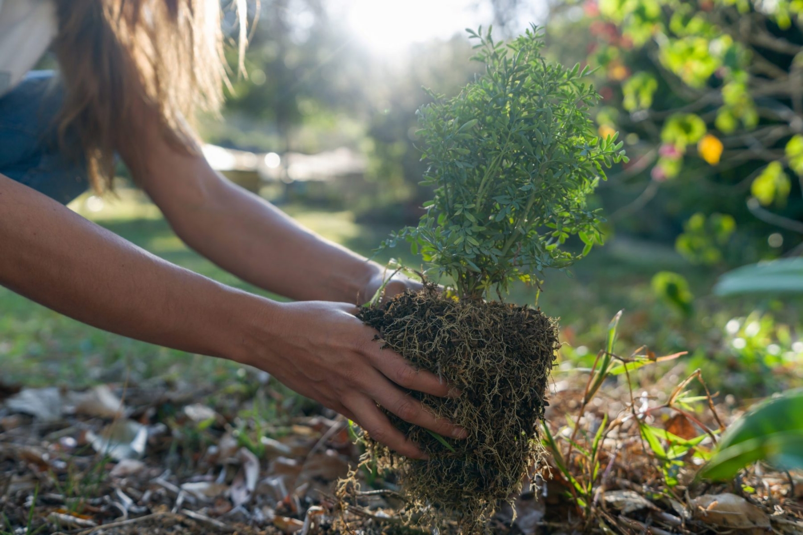 Mar-Aprende-a-plantar-arboles-y-conoce-los-beneficios-de-hacerlo-1-scaled