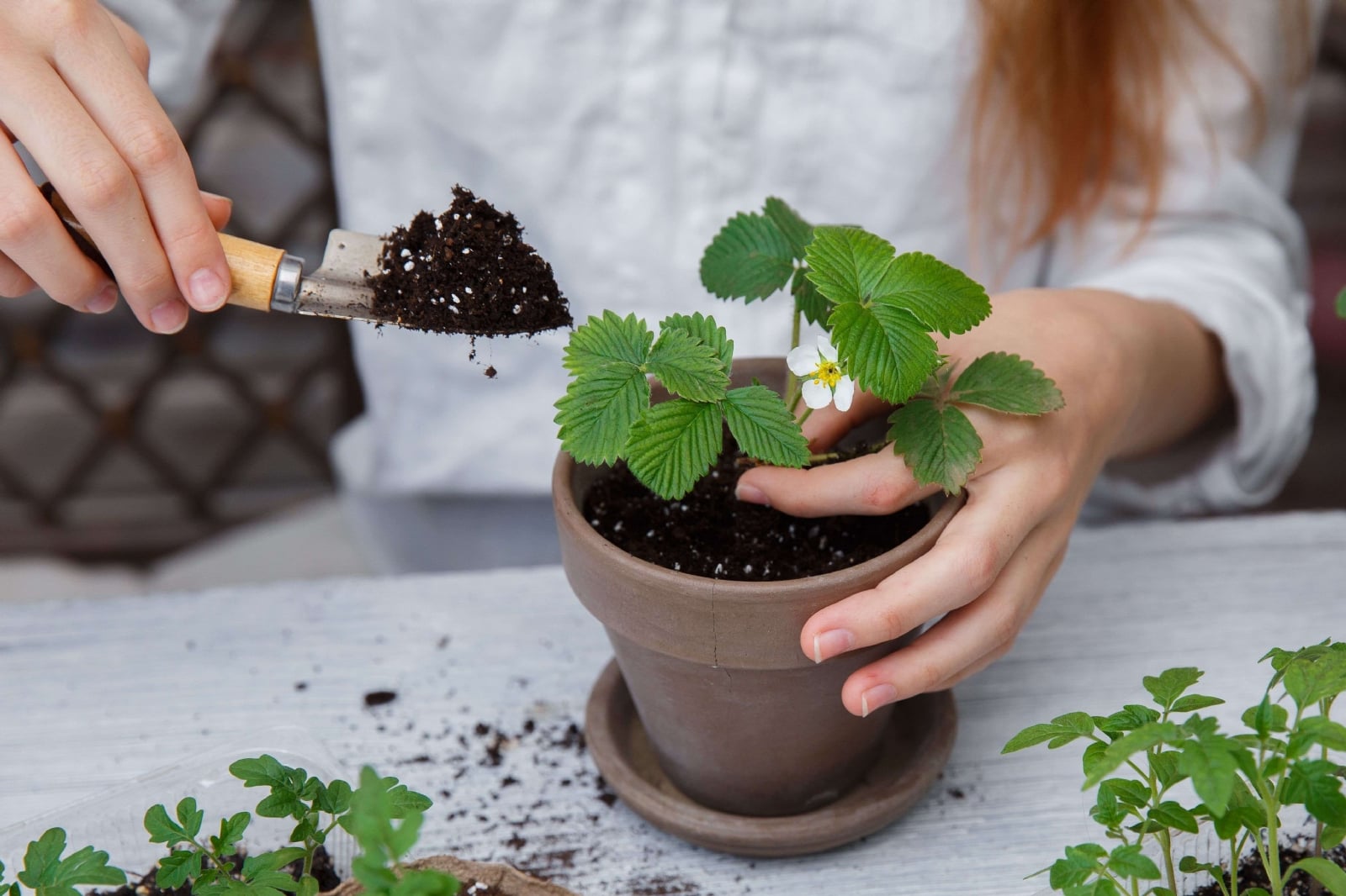 Plantas