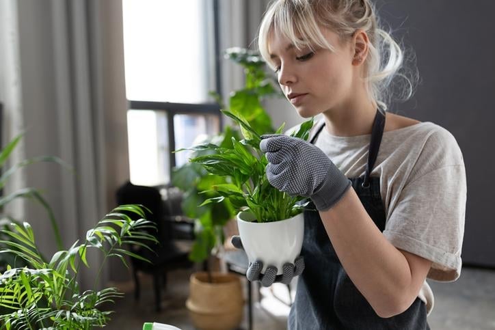 plantas1