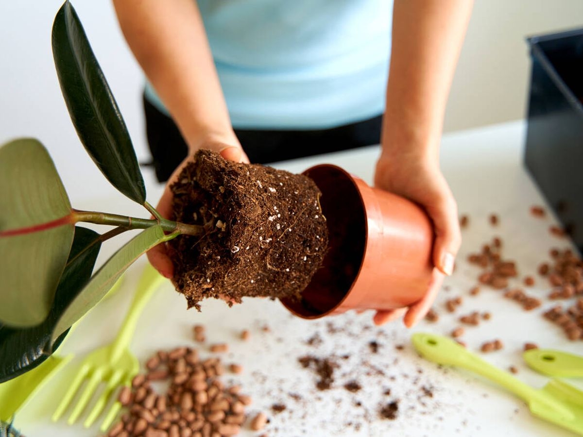 plantas4