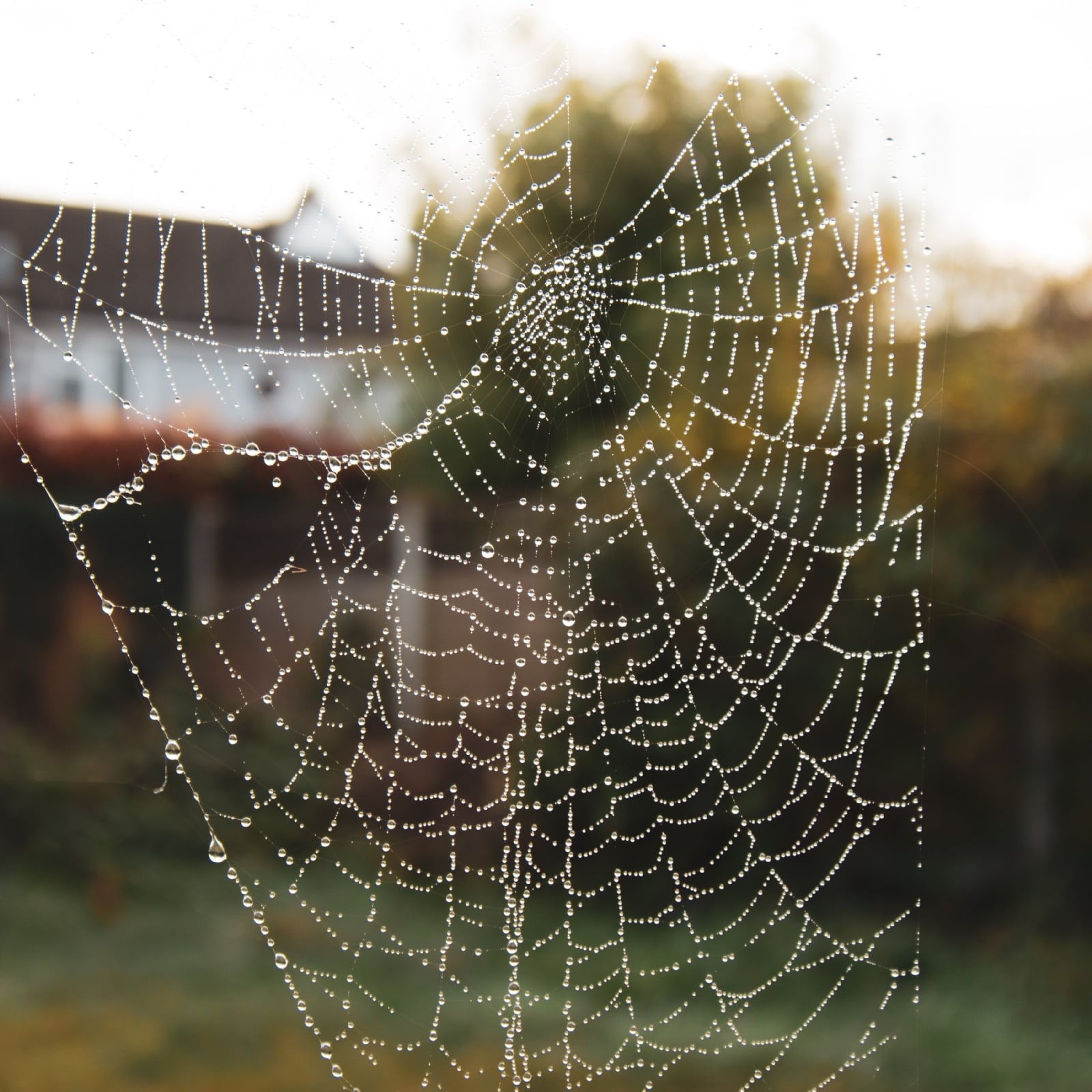 mit-dieser-pflanze-kommt-keine-spinne-mehr-ins-haus-1