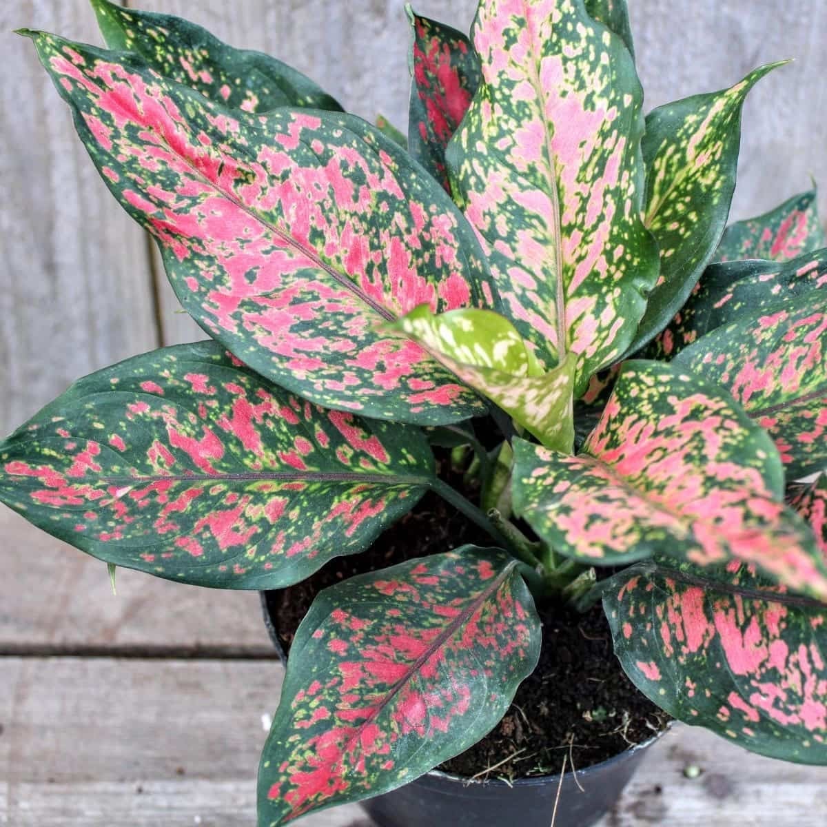 aglaonema