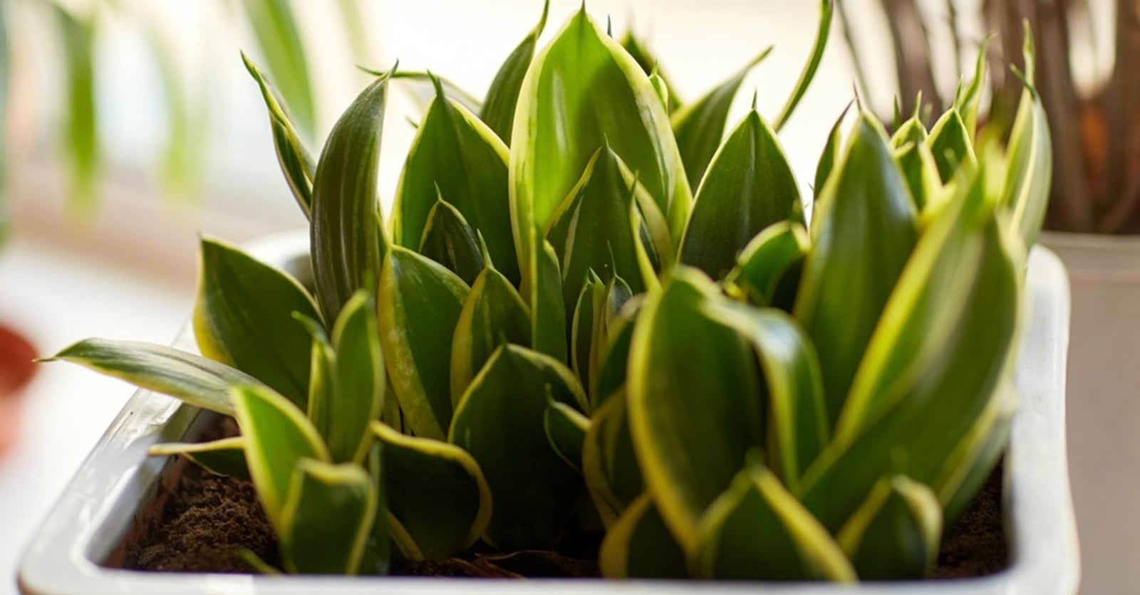 cuidados-sansevieria-planta-decoracion