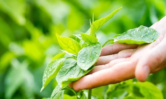 no-tocar-plantas-t
