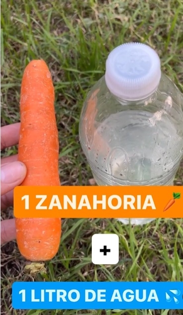 zanah11